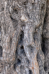 Bark of an ancient Olive Tree