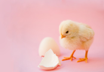 Newborn yellow chicken and broken eggs on a pink background.