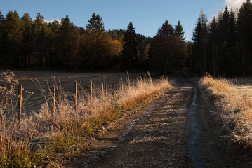 sunset in the forest