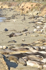 Obraz premium San Simeon, CA., U.S.A. Dec. 7, 2017. Piedras Blancas Elephant Seal Rookery-California Coastal National Monument. Protected by the Monterey Bay National Marine Sanctuary.