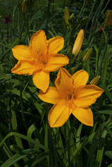 yellow flowers in the garden