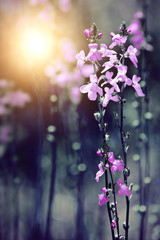 Fototapeta na wymiar Purple flowers at sunlight in early morning.