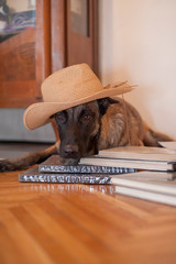 Malinois dog reading a book on world book day
