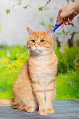 Drops from fleas and ticks for cats