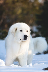 Beautiful and free maremmano abruzzese sheepdog. Close-up of big white fluffy dog is on the snow in the forest in winter
