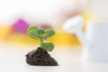 Caring for a new life. Planting a plant.