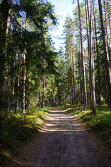 Fototapeta na wymiar sentier en foret, Estonie