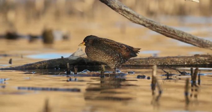 The spotted crake
