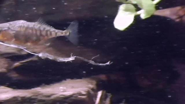 Dreistachliger Stichling, &nbsp;Three-spined stickleback, Gasterosteus aculeatus
