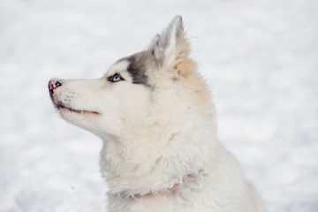 Cute siberian husky puppy is sitting on the white snow. Three month old. Pet animals.