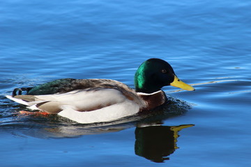 Stockente Erpel am Phönixsee Dortmund GER