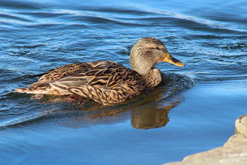 Stockente Henne am Phönixsee Dortmund GER