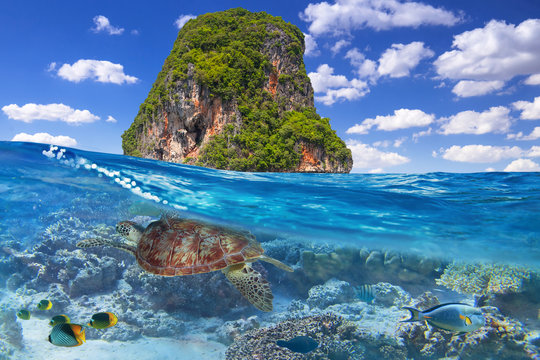 Green turtle underwater at the tropical island of Thailand