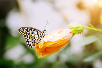 Tropical butterfly sitting on the leaf. Close up image.