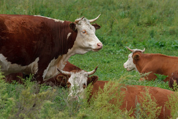 brown cows with a white muzzle and horns graze in the green grass in the valley of the Altai mountains
