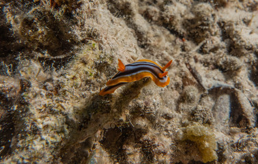 Sea slug in the Red Sea Colorful and beautiful, Eilat Israel