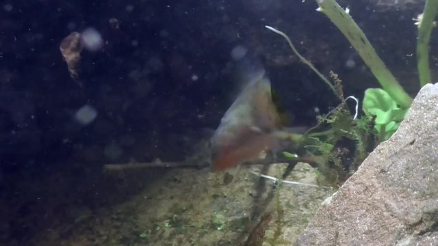 Dreistachliger Stichling, &nbsp;Three-spined stickleback, Gasterosteus aculeatus
