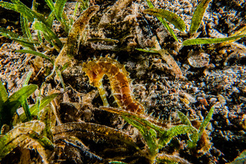Sea ​​horse in the Red Sea Colorful and beautiful, Eilat Israel