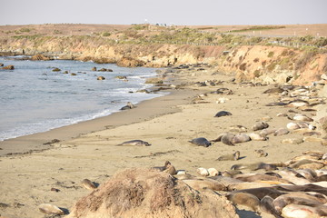 San Simeon, CA., U.S.A. Dec. 7, 2017. Piedras Blancas Elephant Seal Rookery-California Coastal National Monument. Protected by the Monterey Bay National Marine Sanctuary.