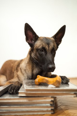 Malinois dog reading a book on world book day