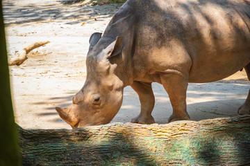 Rhinoceros in Singapore zoo