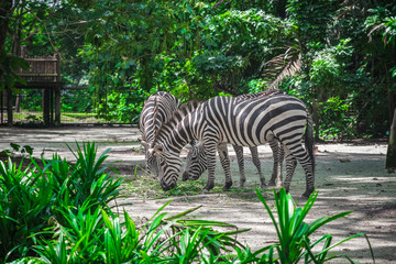 Fototapeta na wymiar Zebras eating in Singapore zoo