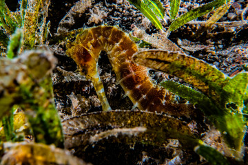 Sea ​​horse in the Red Sea Colorful and beautiful, Eilat Israel