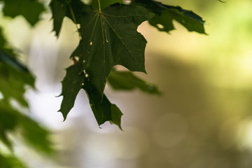 Colorful Photo of the Tree Leaves in Park with Blurred Background