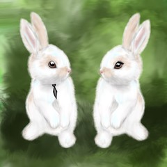 Animal Little white bunny