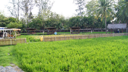 Obraz premium KEDAH, LANGKAWI, MALAYSIA - APR 08th, 2015: Scenic view of rice paddy fields with palm trees on a rice farm near Cenang Beach