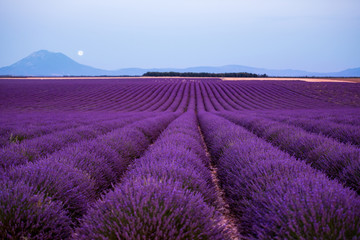 Plakat the moon above lavender field france