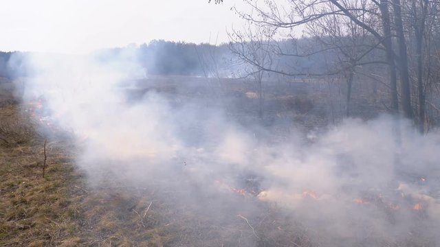Fire in the Forest, Burning Dry Grass, Trees, Bushes, and Haystacks with Smoke. Slow motion