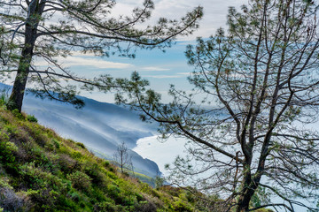 Obraz na płótnie Canvas trees with View of Coastal Mountains and Ocean