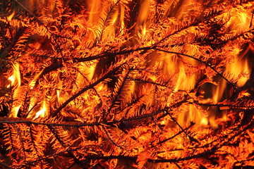 Beautiful fir needles fire with silhouettes of burning branches - texture for background