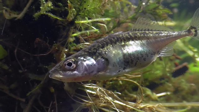 Dreistachliger Stichling, &nbsp;Three-spined stickleback, Gasterosteus aculeatus
