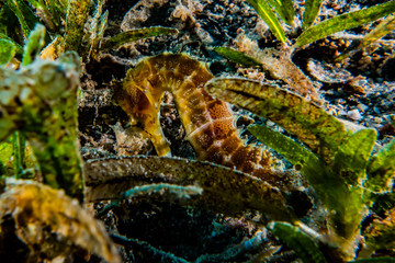 Sea ​​horse in the Red Sea Colorful and beautiful, Eilat Israel