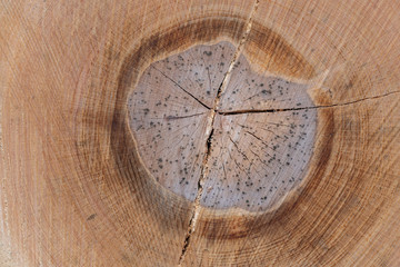Holzhintergrund - Struktur im Holz - Jahresringe