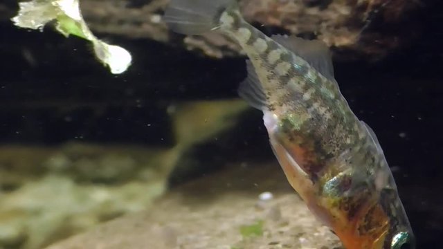 Dreistachliger Stichling, &nbsp;Three-spined stickleback, Gasterosteus aculeatus