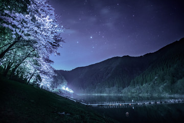 夜桜　留浦浮橋(とずらうきはし) © Yasuhiro Iizuka