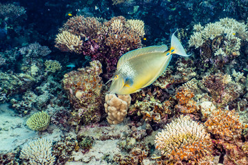 Fish swim in the Red Sea, colorful fish, Eilat Israel