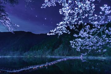 夜桜　留浦浮橋(とずらうきはし) © Yasuhiro Iizuka