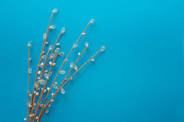 willow twigs on blue background