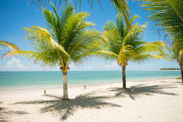 Fototapeta na wymiar Coconut trees and turquoise sea at Sossego beach on Itamaraca island - Pernambuco, Brazil