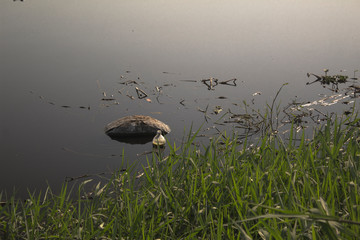 presa contaminada 