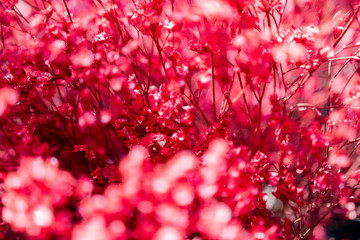 Fototapeta premium abstract background with pink flowers