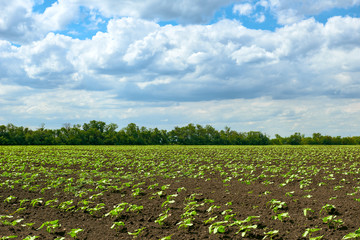 spring landscape - agricultural field with young sprouts, green plants on black soil and beautiful sky