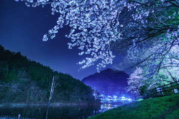 夜桜　留浦浮橋(とずらうきはし) © Yasuhiro Iizuka