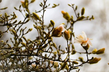 Magnolie als Frühlingsbote