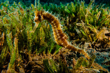 Sea ​​horse in the Red Sea Colorful and beautiful, Eilat Israel
