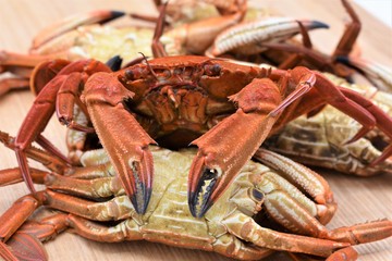 Macro photo of cooked crabs (“Necora puber” or velvet swimmer) on a tray before chopping them to serve on the dishes